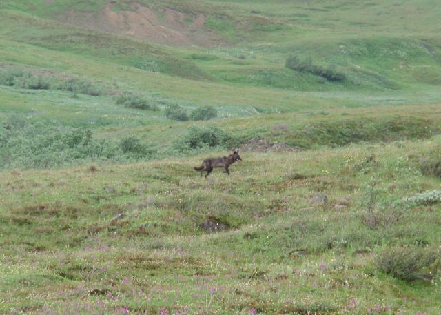 Wolf in Denali National Park