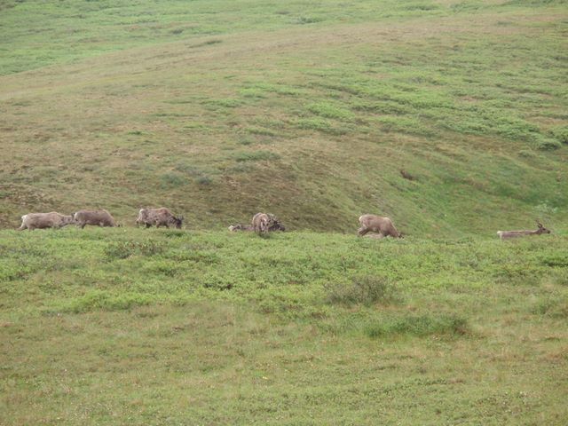 Caribou in Denali National Park