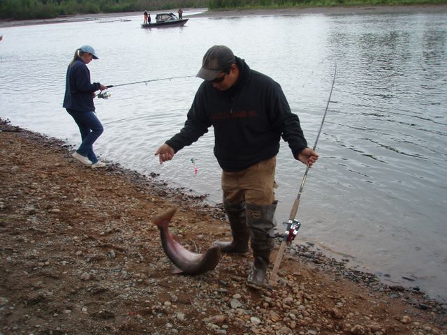 Watching Salmon Fishing at Willow Creek