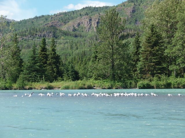 Sea Gulls Hanging out Where the Fish Carcasses Wash Up.