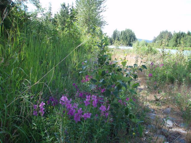 Wild Flowers Along the Kenai River