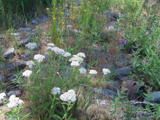 Wild Flowers Along the Kenai River