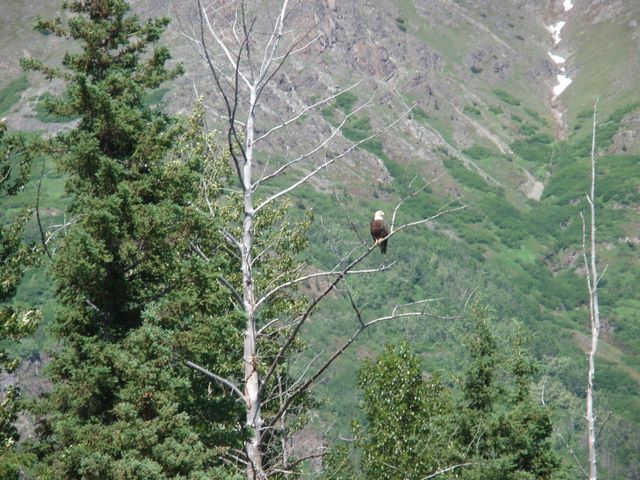 Bald Eagle Along the Kenai River