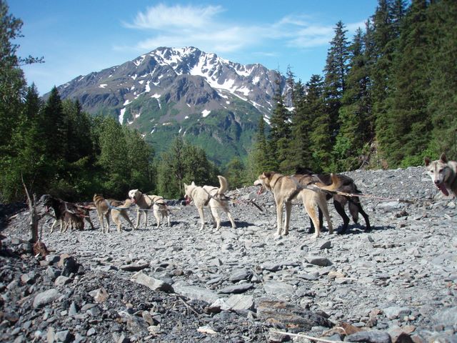 Sled Dogs Waiting Impatiently While We Stopped for a Few Minutes