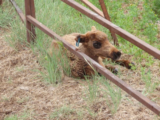 Reindeer Calf