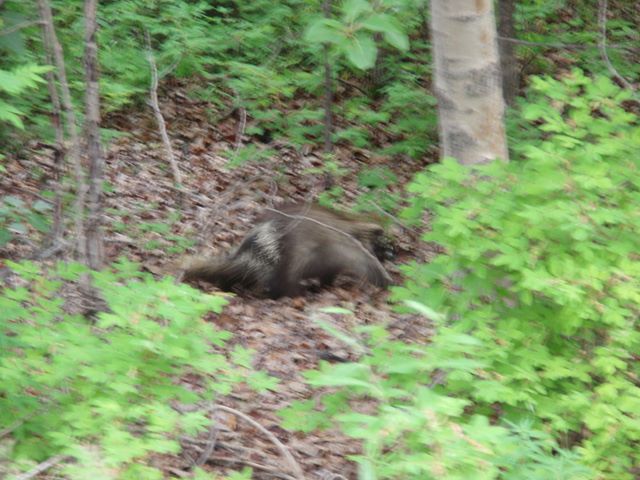 Porcupine