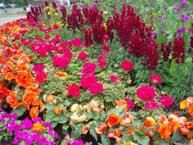 Flowers in Downtown Anchorage